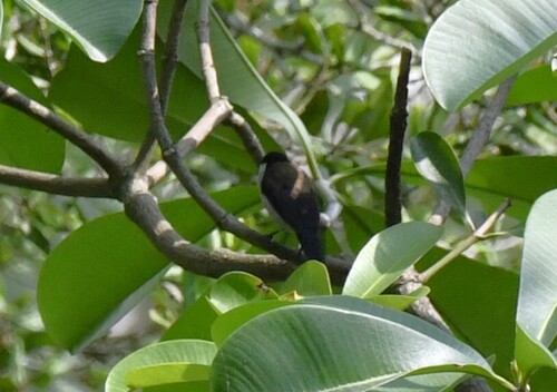 White-breasted Nigrita (Nigrita fusconotus)