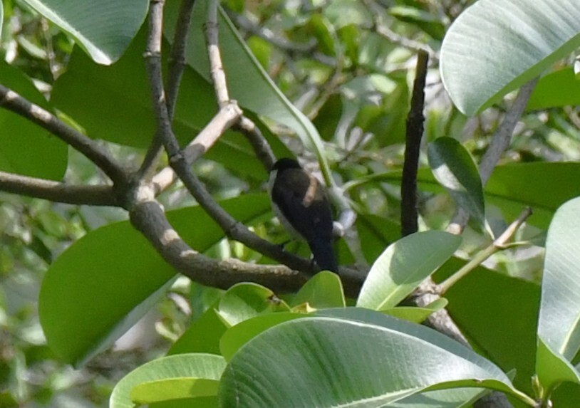 White-breasted Nigrita (Nigrita fusconotus), photo 1