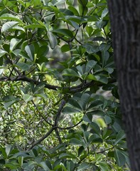 Alstonia boonei, photograph (c) Zac Peterson, some rights reserved (CC BY)