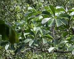 Stinkwood (Alstonia boonei)
