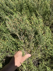 Passerina ericoides