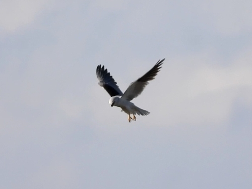 Black-shouldered Kite