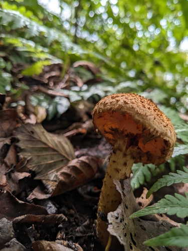Pholiota