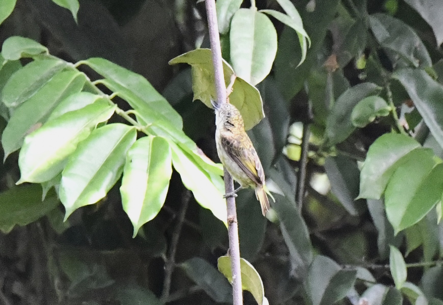 Speckled Tinkerbird (Pogoniulus scolopaceus), photo 10