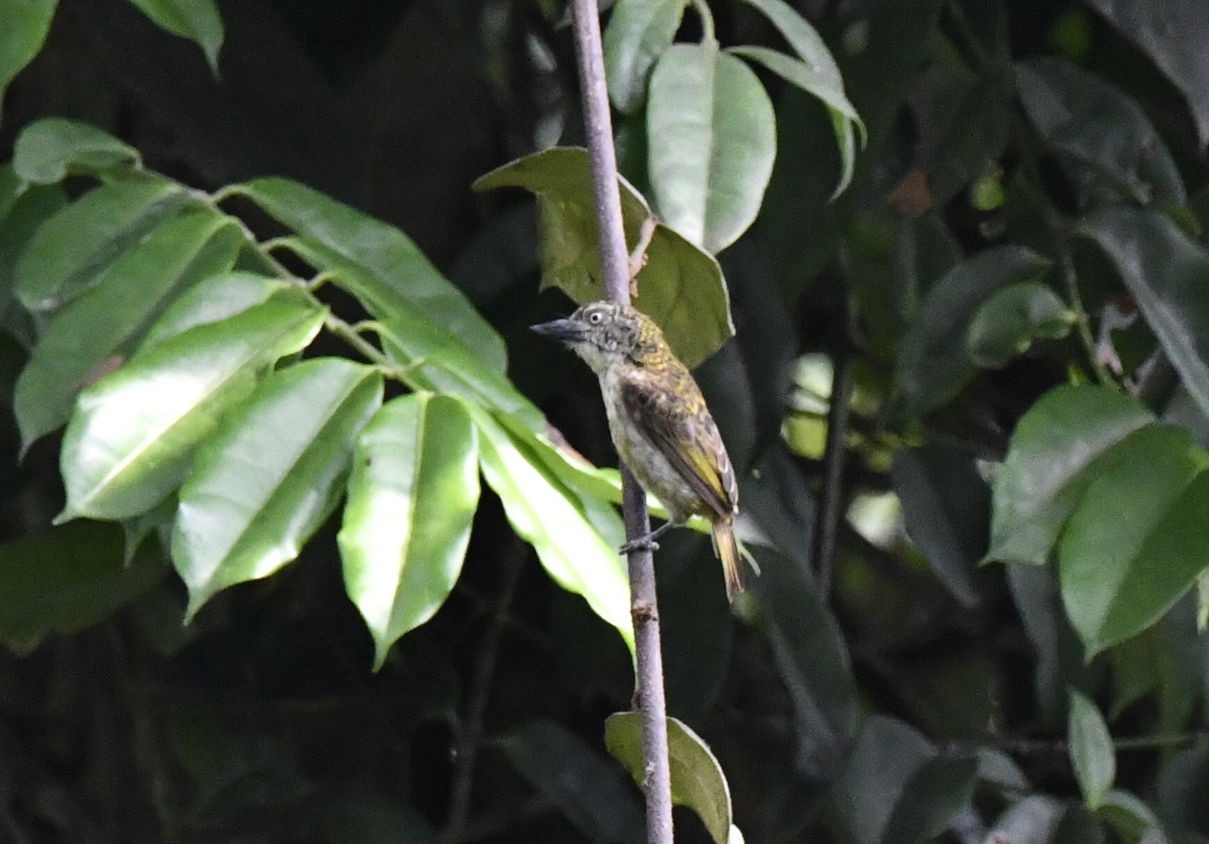 Speckled Tinkerbird (Pogoniulus scolopaceus), photo 8