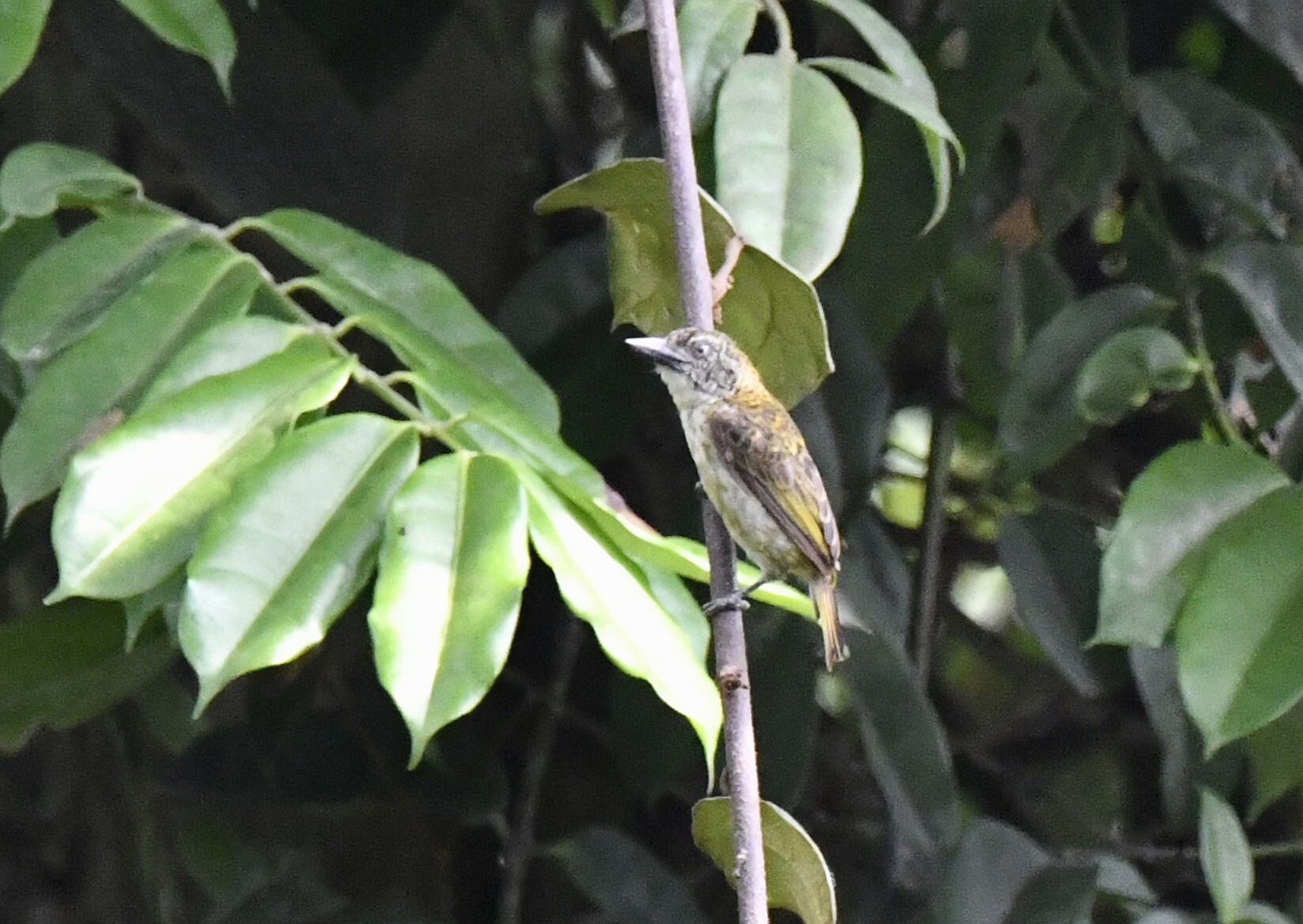 Speckled Tinkerbird (Pogoniulus scolopaceus), photo 7