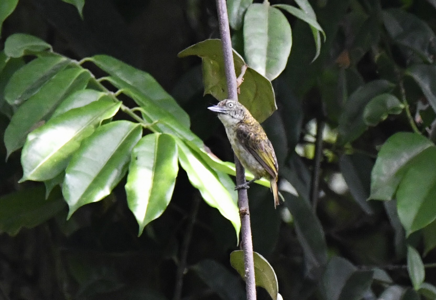 Speckled Tinkerbird (Pogoniulus scolopaceus), photo 6