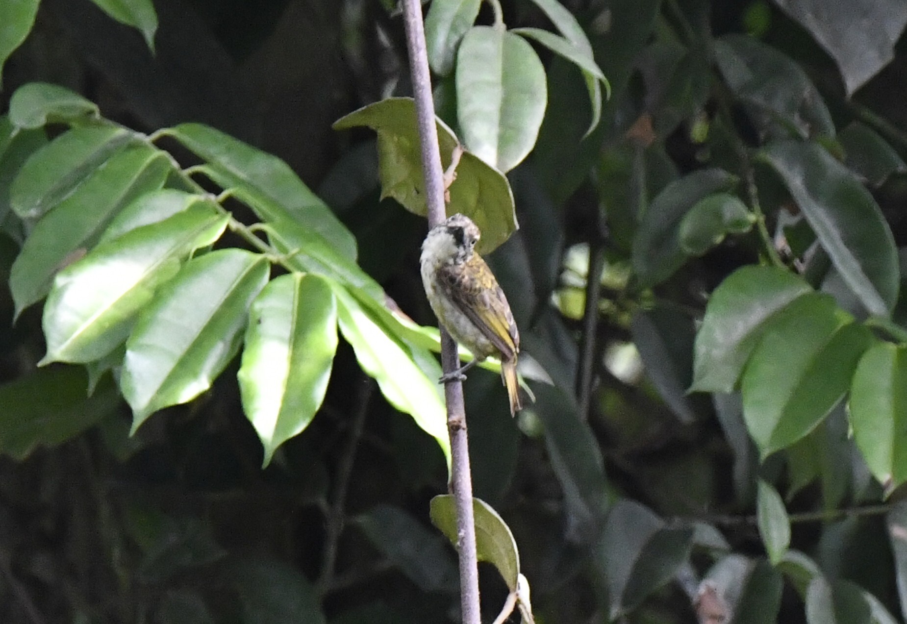Speckled Tinkerbird (Pogoniulus scolopaceus), photo 9