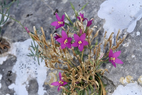 Buckley's Centaury (Zeltnera calycosa)