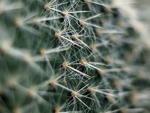 Opuntia pilifera
