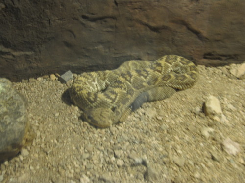Crotalus molossus