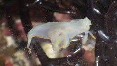 Ancula gibbosa