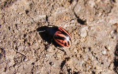 Calligrapha sigmoidea