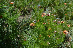 Adonis aestivalis parviflora