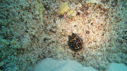 Mauritia mauritiana observed 2025-10-19