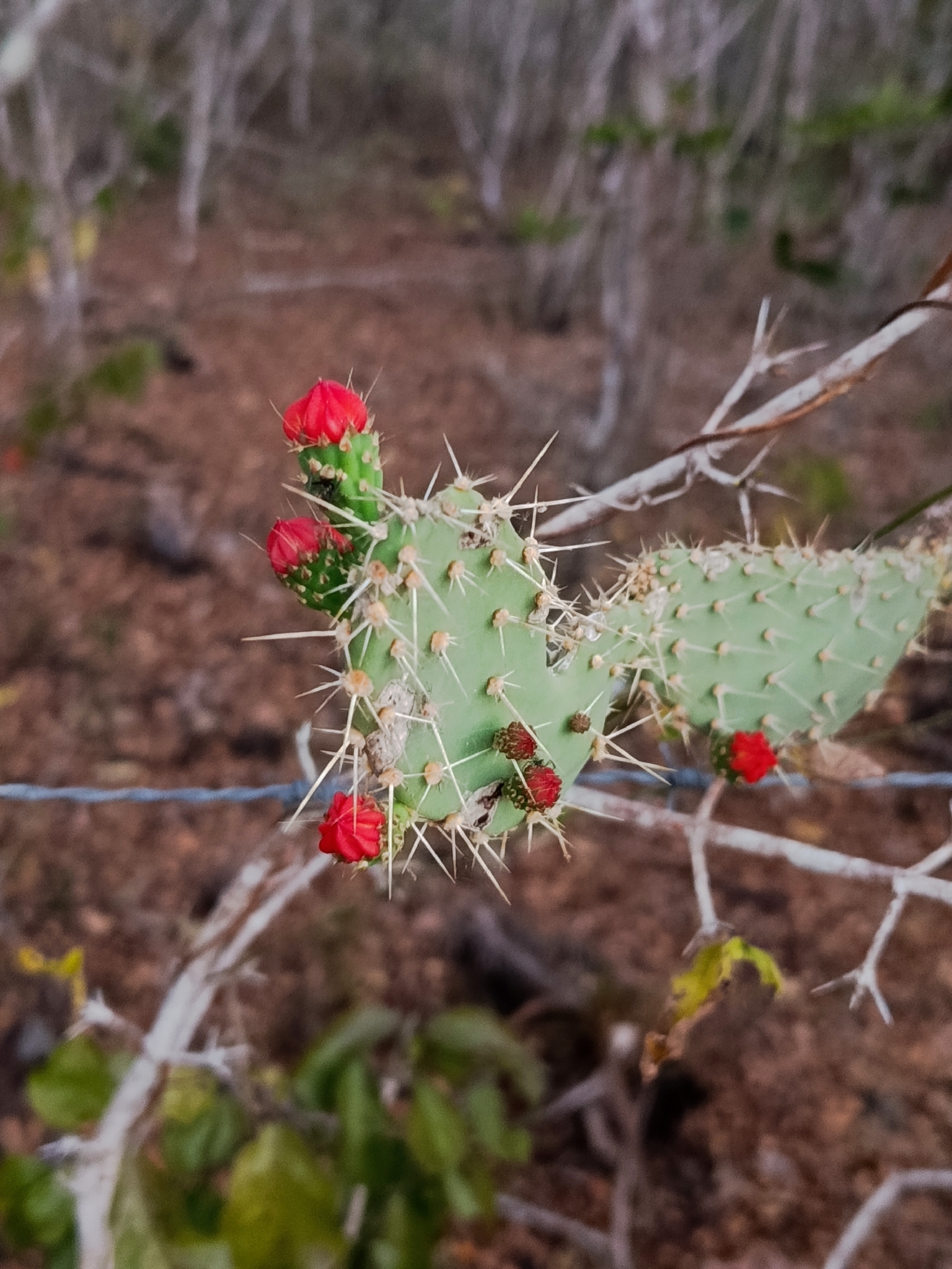 Tacinga palmadora