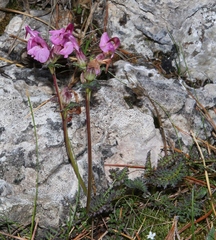 Pedicularis rostratocapitata