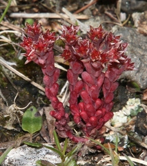 Sedum atratum