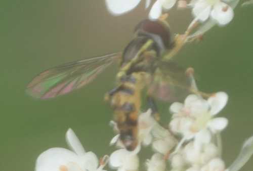 Unknown species found near Token Creek C. P., Dane County, WI, USA