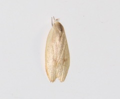 Durrantia piperatella