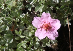 Potentilla nitida