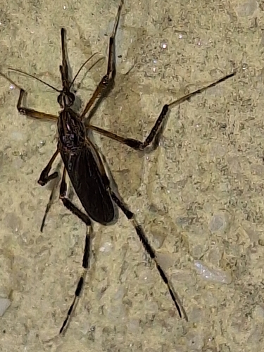 Unknown species found near Pensacola, FL 32506, USA