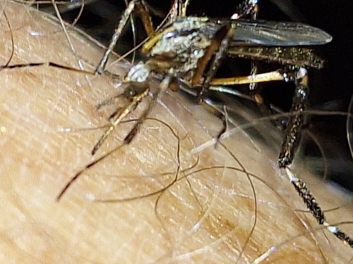 Unknown species found near Pensacola, FL 32506, USA