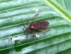 Leptoscelis quadrisignatus