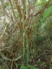 Selenicereus spinulosus