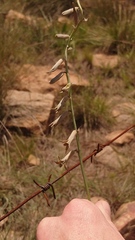 Dipcadi ciliare