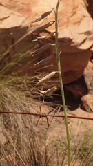 Dipcadi ciliare