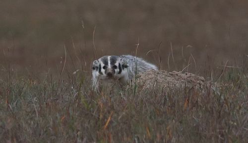 American Badger photographed in Nebraska
