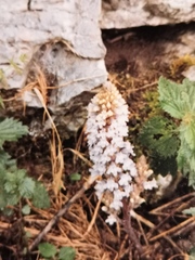 Orobanche picridis