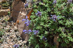 Dracocephalum paulsenii