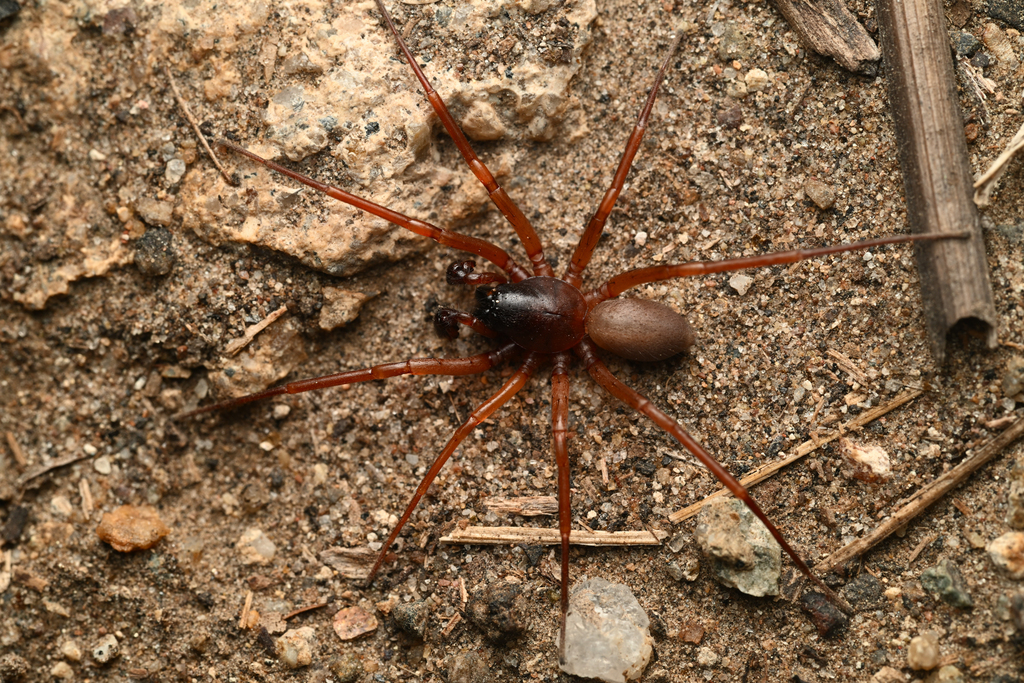 Creugas bajulus