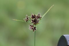Cyperus semitrifidus