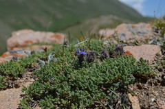 Dracocephalum paulsenii
