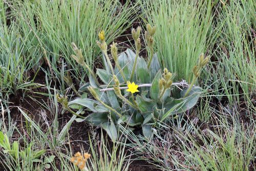 Hypoxis costata (Hypoxis costata)