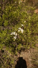 Pavetta gardeniifolia