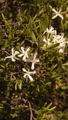 Pavetta gardeniifolia