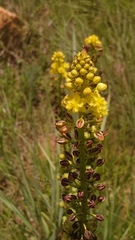 Bulbine angustifolia