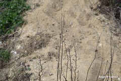 Scrophularia canina canina