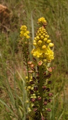 Bulbine angustifolia
