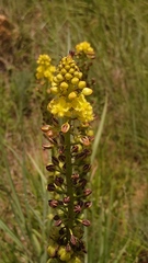 Bulbine angustifolia