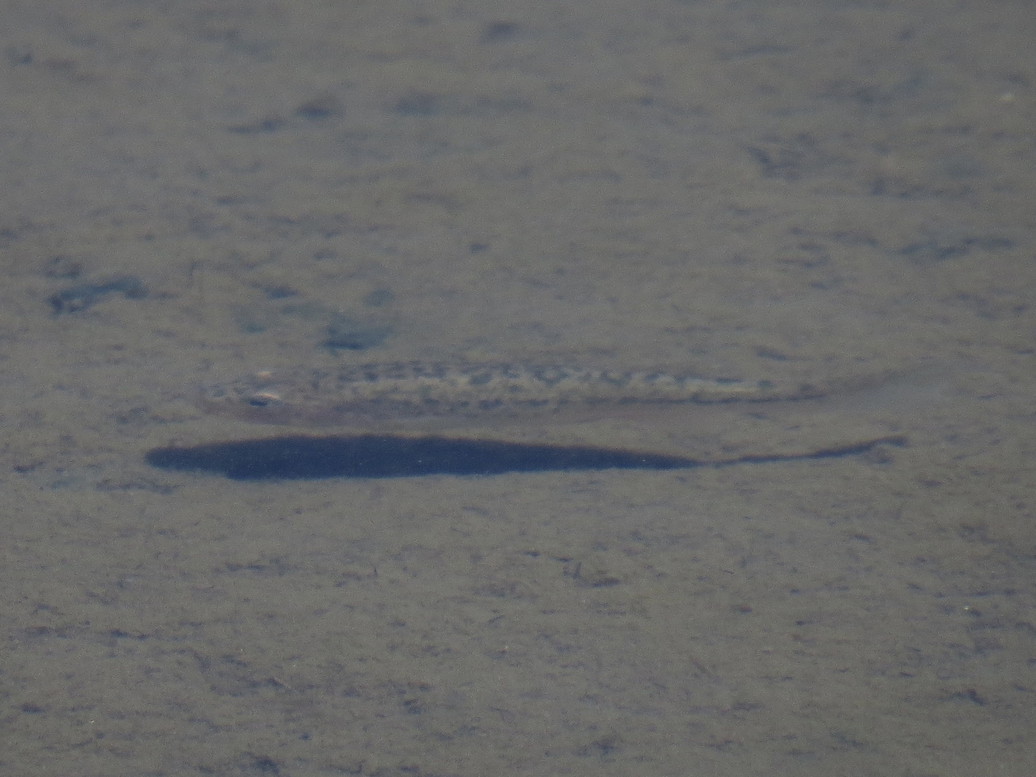 Orestias parinacotensis