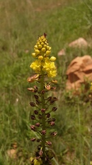 Bulbine angustifolia