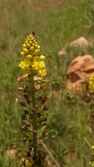 Bulbine angustifolia