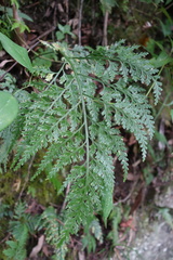 Asplenium ritoense