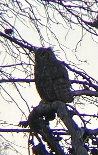 View observation of {o.common_name} on iNaturalist