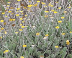 Helichrysum drakensbergense